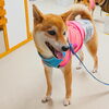 まるちゃん「今日のお友達」