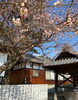 「今治市桜井の梅の花を見に行きました。少し行くのが遅かったかな。」
