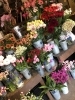 船橋店もミモザ入荷しました 船橋のお花屋さん フラワーギフトが人気 芽ぶき屋 船橋店のニュース まいぷれ 船橋市