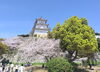 お城と桜と木々の緑のコントラストが最高でした「明石公園と テスコム明石求人センター 明石市大明石町」