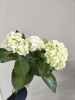紫陽花の季節 Florist Petitchienのニュース まいぷれ 釧路