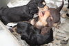 「ミニチュアダックス子犬情報」