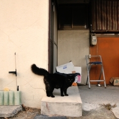 太いシッポの黒猫