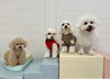 ハッピーちゃん☆リーチくん☆じろうくん☆ぱんちゃん「ましゅまろ幼稚園🐾」