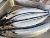 特大秋刀魚如何でしょうか「寒くてもジェラート」