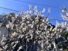 「⛩️春を告げるふたつの色⛩️」