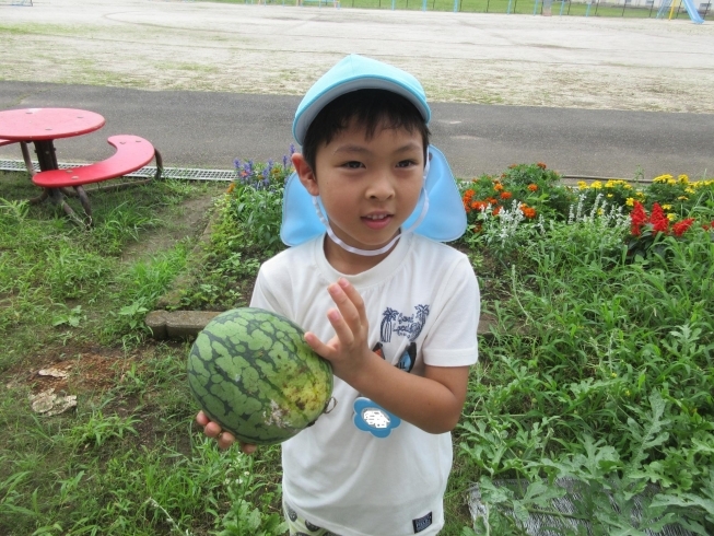 小玉スイカ収穫～♬「砂場で水遊び＆野菜の収穫を楽しみました☆」