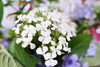 白い花のアップ「地域の方がお花を持ってきてくださいました。」