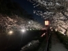 夜桜②「今さらナンですが、今年のサクラ」