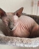 シオンちゃん「スフィンクスの兄妹預かりました キャットホテル【札幌市北区 キャットビヤード⠀】」