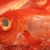 魚や山粋