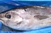 「魚や山粋」