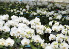 Flover(フラバー)
