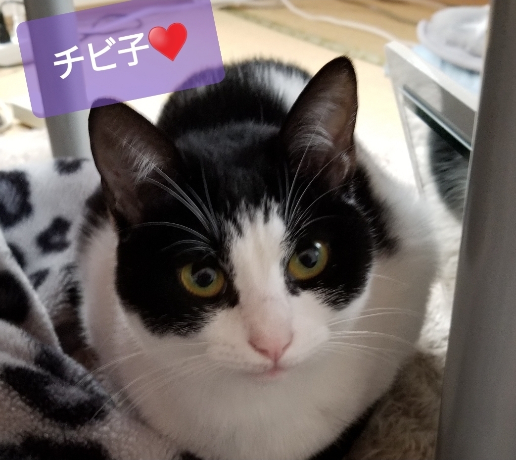 ハチワレ猫 ミックス のチビ子ちゃん 癒し 癒され 我が家のペット まいぷれ 今治市 ハチワレ猫 ミックス のチビ子ちゃん 癒し 癒され 我が家のペット まいぷれ 今治市