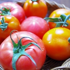 伊藤農園「いとうさんちのトマト」「いろいろトマト」