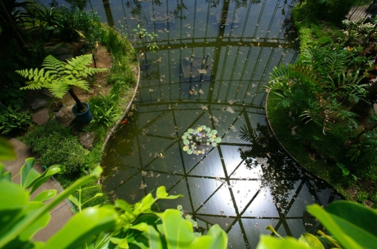 小池の中心　紫のハスの花が咲いてたよ