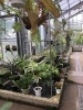 植物好きなら誰もが知る 植木の老舗卸問屋 花宇宙 さん かわいいなさんの空中散歩 まいぷれ 川西 猪名川