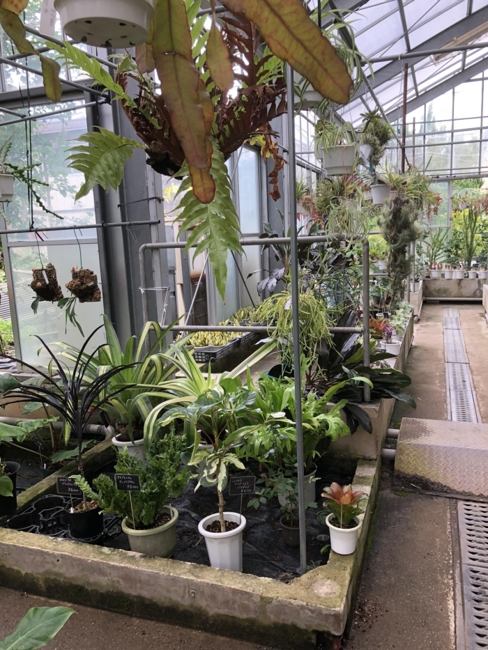 植物好きなら誰もが知る 植木の老舗卸問屋 花宇宙 さん かわいいなさんの空中散歩 まいぷれ 川西 猪名川 植物好きなら誰もが知る 植木の老舗卸問屋 花宇宙 さん かわいいなさんの空中散歩 まいぷれ 川西 猪名川