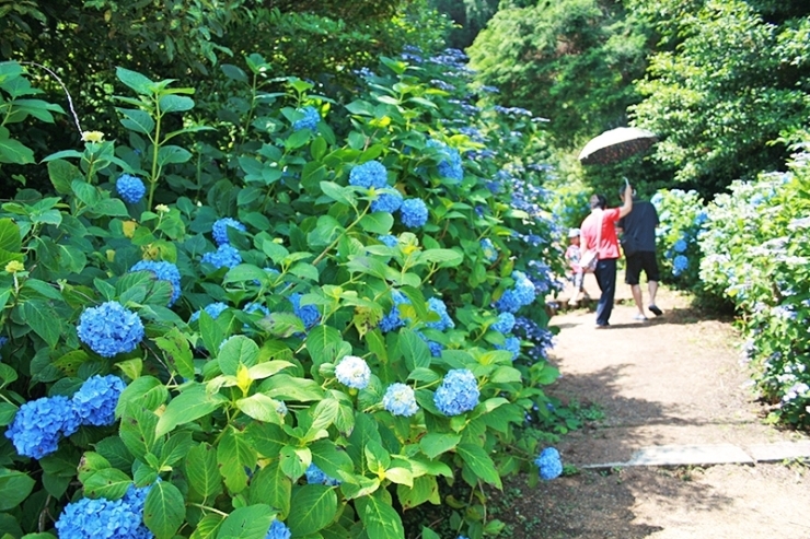 ※写真は過去の様子です。