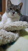 「今日はネコの日（○＾ω＾○）」