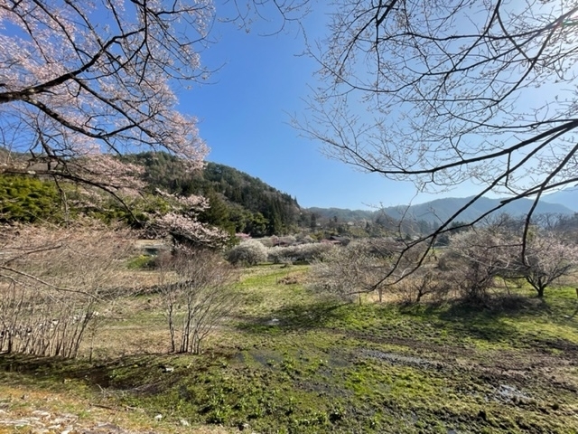 県道20号線三岳の桜「木曽町三岳・王滝村への県道20号は桜が見頃です」