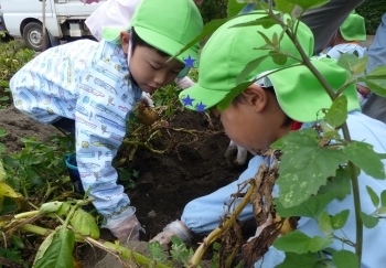 フカフカ土の下から、大きなじゃがいもが出てきて、あちこちから「あったー！」「でっかぁーい！」と声が上がります。