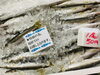 「魚魚市場鮮魚コーナーおすすめは「天然大鯛・タチウオ」です♪」
