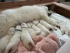 生後18日目のサモエドベビー「サモエドブリーダー札幌市【ノルディカエマリス ケネル　catbeard 札幌市北区】」