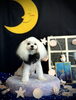 ややちゃん「お月さまとわんこ🌛」