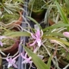 交配選抜品種 彩桜