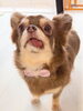 「大分市のトリミングサロン、marshmallow tailです🐶🐱」