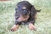 「ミニチュアダックス子犬情報」