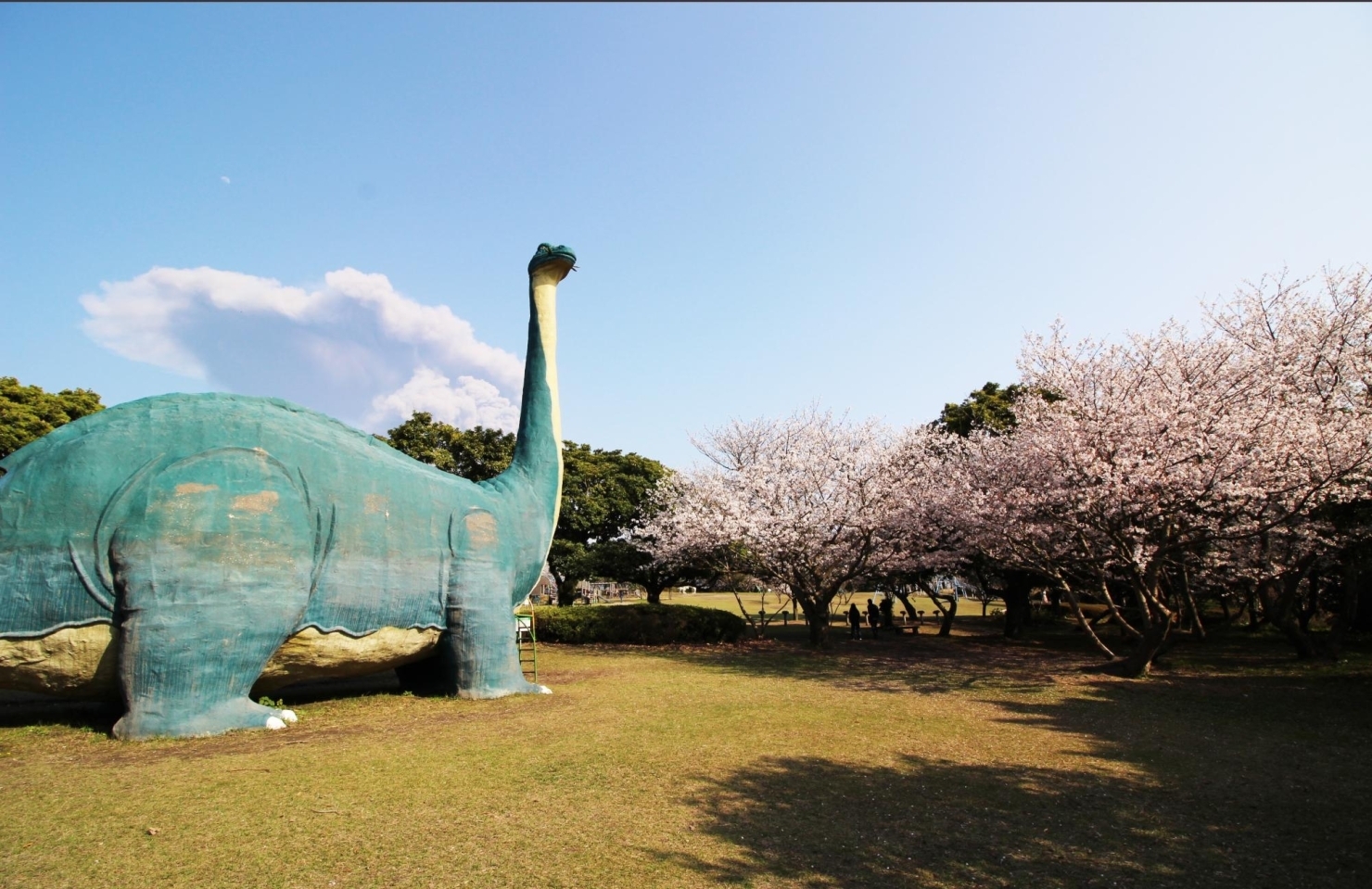桜島自然恐竜公園 お花見するならココ 鹿児島市 日置市の桜特集 まいぷれ 鹿児島 日置 桜島自然恐竜公園 お花見するならココ 鹿児島市 日置市の桜特集 まいぷれ 鹿児島 日置