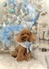 モカちゃん「2025 Merry Xmas🎄」