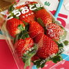 「宮城県産　苺「とちおとめ」」