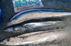 北海道根室港より新さんま入荷！「手作り弁当出来ました！生さんまや地魚も入荷しました！」