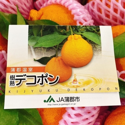 「「ハウスみかん」で有名な愛知県の蒲郡から「デコポン」が入荷しましたよー♪」