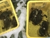 「魚魚市場鮮魚コーナーおすすめは「コショウダイ」です♪」