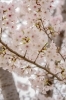 「桜を眺めながら。一番人気タコライスでランチ時間を」