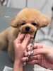 今回babyスタイルにお耳を短くカット　「秋のオプションキャンペーン　^o^」