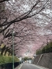 桜で囲まれた1本道。ひらひら舞い散るさくらの中を歩くと言う、贅沢な時間と空間です。最高の散歩道です。「春の風物詩「桜」のちょっと面白い雑学のお話です。」