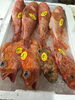 「魚魚市場鮮魚コーナーおすすめは「真鯛・クロ」です♪」