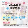 「【ワンニャン撮影会】大人気のペット撮影がデイリープラン化しました✨！！」