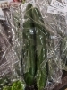 新鮮無農薬きゅうり🥒「新鮮無農薬野菜が激安です‼️」