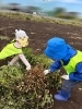 うんとこしょ!どっこいしょ!「落花生収穫」