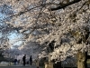 「早朝の鶴ヶ城と桜　石垣から眺める春の天守閣」