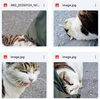 見かけたらご連絡を「(=^・^=) ネコ探し 🐈　★英会話と体操のコラボ教室（堀切、お花茶屋、綾瀬、亀有、小菅）」
