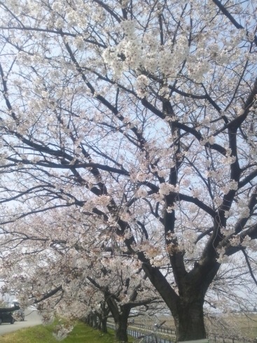 桜「4月も元気良く(*^.^*)」