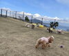「わんことお出かけ🐶」