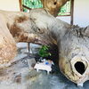 法道仙人伝説の残る里（志方町大澤）にある「駒の蹄（つめ）と投げ松」を取材してまいりました♪♪